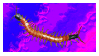 Centipede